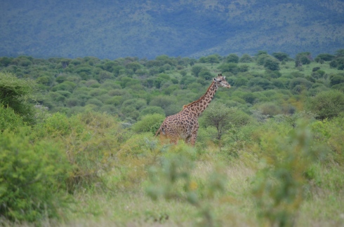 Our very first sighting, a giraffe, right outside of Lake Manyara.
