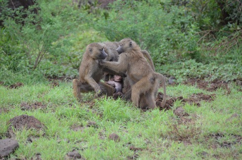 A family of baboons.