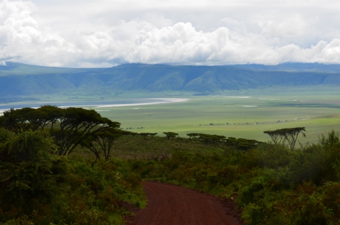 Ngorogoro Crater with the quintessential African acacia trees everywhere!