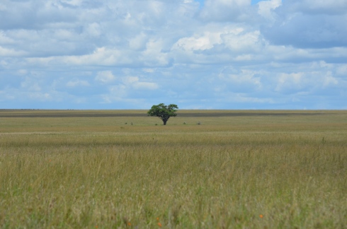Acacia against horizon