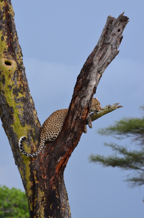 The leopard that we watched for along time...finally jumped into this tree. What a shot!