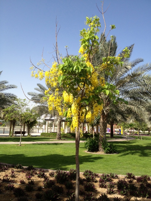Another gorgeous Dubai tree in full bloom!