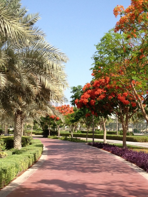 A few at the Al Barsha park where I've been jogging.  These trees are absoltely stunning orange blossoms, all over the city!