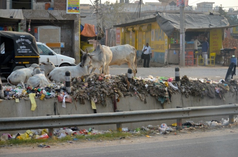Not an uncommon site - streets filled with trash and lots of cows (sacred in India.)