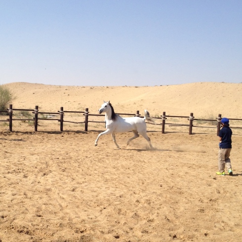 The class learned about Arabian horses, and got to see them run around. Did you know they are born to run with the legs and tail up?  Not trained....